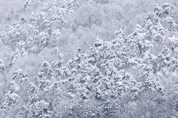 close up of snow covered forest canopy in December
