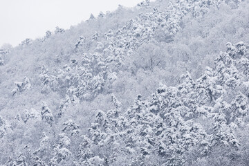 frozen forest covered with snow on the hillside, December