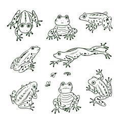Set of cartoon doodle line vector frogs animals.