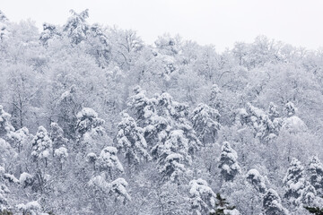 forest with mixed types of trees covered with snow before Christmas eve
