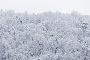 snow covered trees in winter
