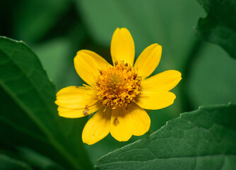 Beautiful Natural Flowers In Nature