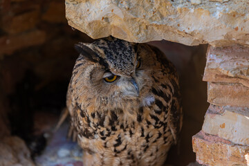 Portrait of a brown owl