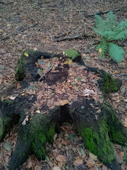Ancient stump in the forest