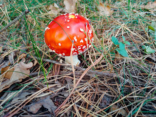 Red mushroom closeup