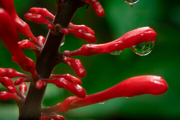 Water Dew Drop on a Fresh Flower Petal