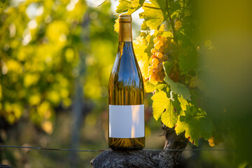 Vigne et bouteille de vin blanc pour vos modèles d'étiquette. - obrazy, fototapety, plakaty