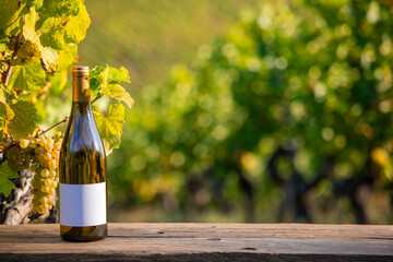 Bouteille de vin blanc au pied d'un cèpe de vigne et des grappes de raisin blanc.