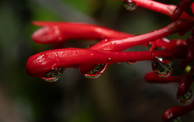 Water Dew Drop on a Fresh Flower Petal