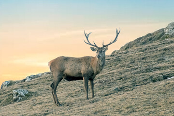 Wild Red deer stag (Cervus elaphus) standing and grazing in an alpine meadow at dawn, Big stag in wintertime in the Alps, Italy.