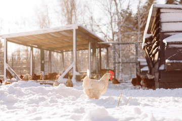 chicken walking on an eco-poultry farm in winter, free-range chicken farm