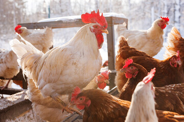 chicken walking on an eco-poultry farm in winter, free-range chicken farm