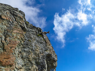 Wild mountain goat (alpine chamois) in Grana Valley near mountain summit Monte Viso (Monviso) and...