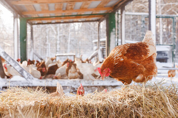 chicken eats feed and grain on eco poultry farm, free range poultry farm