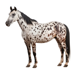 Standing Appaloosa horse isolated on white or transparent background, png clipart, design element. Easy to place on any other background.