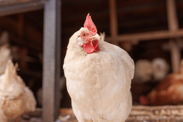 chicken close-up of an eco-poultry farm in winter, free-range chicken farm