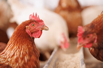 chicken eats feed and grain at eco chicken farm, free range chicken farm