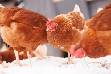 chicken eats feed and grain at an eco-poultry farm in winter, free-range chicken farm