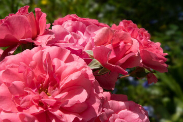 beautiful intense bright pink aromatic dog-rose type blossom in garden at sunny day. close up shot
