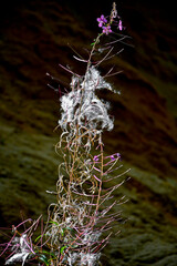 Wierzbówka kiprzyca, wierzbownica, Epilobium angustifolium or Chamerion angustifolium, puszyste nasiona, seeds of willowherb, Fireweed seeds, White Fluffy Epilobium angustifolium seeds   © kateej