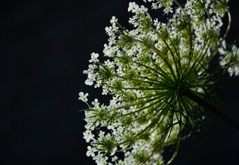Blekot pospolity (Aethusa cynapium), kwiatostan blekotu na czarnym tle, pod światło, fool's parsley, fool's cicely, poison parsley, wildflower under sunlight	