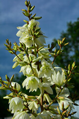 kwitnąca juka karolińska na tle niebieskiego nieba, Yucca filamentosa, Adam’s needle and thread	