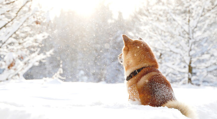 Shiba Inu in the winter snow forest