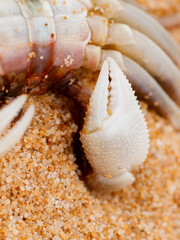crab on the beach in the sand texture wild nature