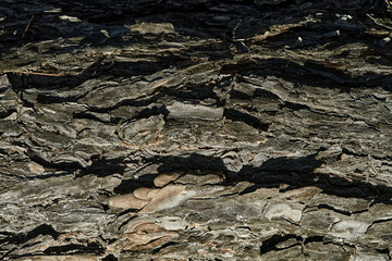 Closeup view captures textured bark of mature tree, showcasing intricate details through play of light, shadow on rough, rugged surface with cracks, crevices in shades of brown, grey.