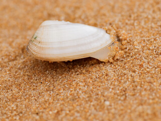 seashell on the sand