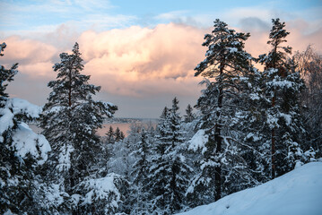 view of lake malaren in sweden, snow-covered trees and pines. winter landscape.