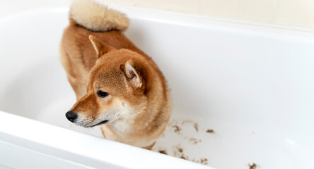 Sibu Inu's dog washes in the bathroom грумминг