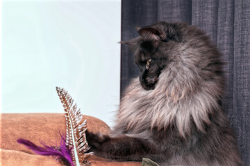 Maine Coon cat, with a beautiful smoky collar, plays with feathers