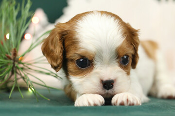 Cute small cavalier king charles spaniel puppy - obrazy, fototapety, plakaty