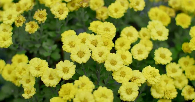 Many yellow flower.Yellow flower on green leaf.Flower in japan.