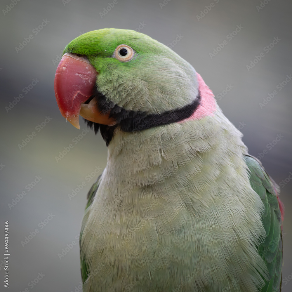 Poster close up half length portrait of a portrait alexandrine parakeet. It is taken in a profile view showing it side face. There is space for text