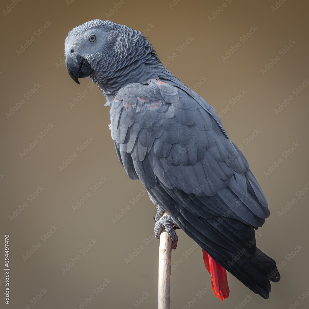 Poster a close up full length portrait of an african grey parrot. taken against a plain neutral background 