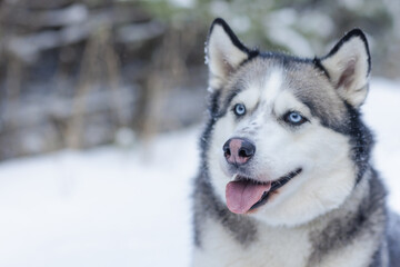 Naklejka premium snow dog Husky in the snow on the background of the forest, snowy forest and dog