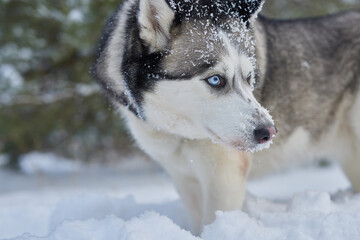 portrait of a beautiful Husky dog in the snow in winter, dog in the snow in winter