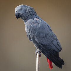 a close up full length portrait of an african grey parrot. Taken against a plain neutral background with space for text - 694497470