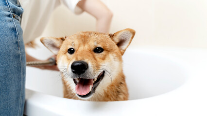 Sibu Inu's dog washes in the bathroom грумминг