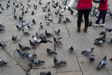 Multitud de palomas en una plaza ensucian la ciudad.