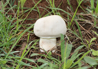 Horse mushroom (Agaricus arvensis) near cypress woodland after some rainy days in the mid of December