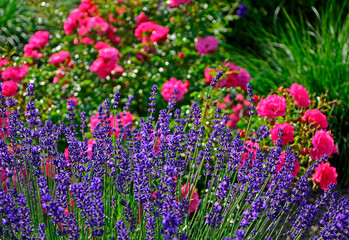 róża i lawenda, lawenda wąskolistna - lavender, (lavandula angustifolia, Rosa), różowe róże i fioletowa lawenda, pink garden roses, flowerbed, ogród kwiatowy	