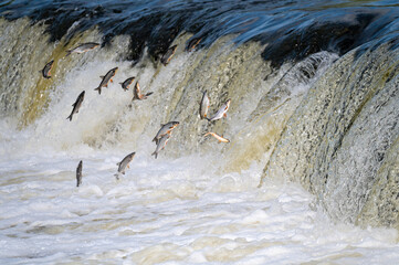 The Venta Rapid waterfall in May with fish jumping out of the water in Kuldiga in Latvia