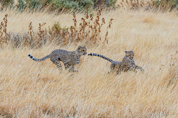 cheetah