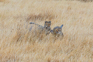 cheetah