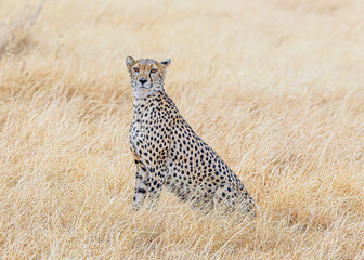 cheetah