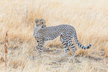 cheetah