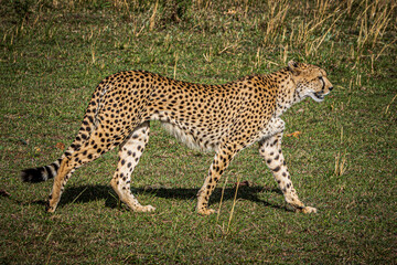 cheetah